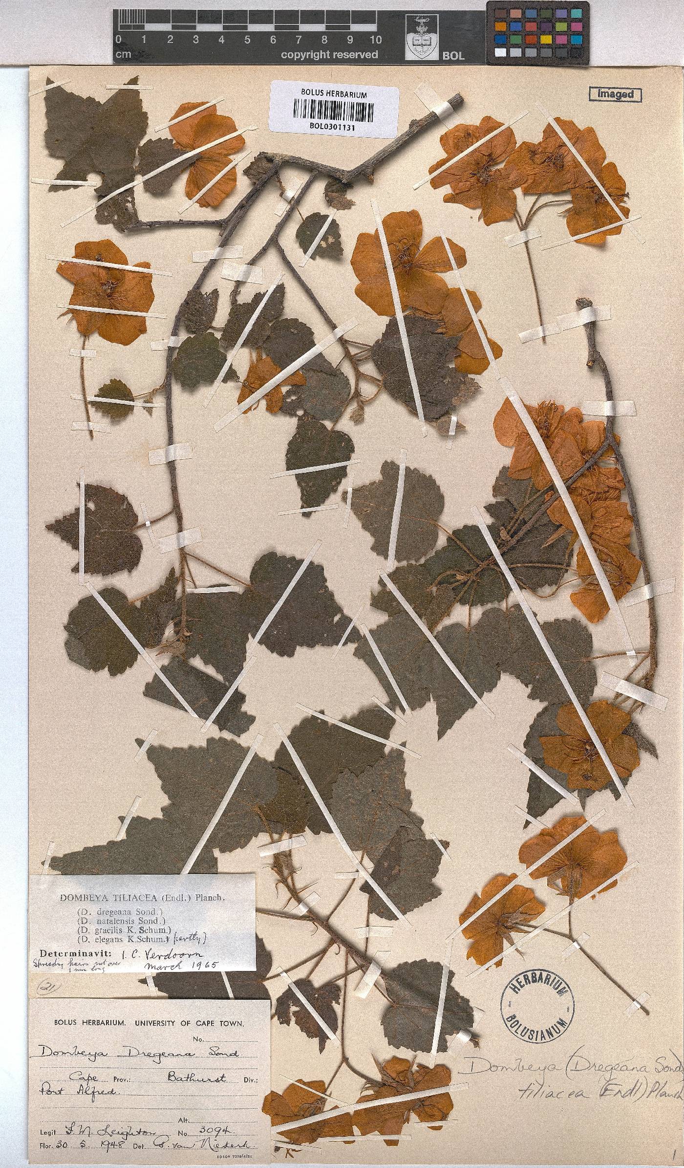 Dombeya tiliacea image