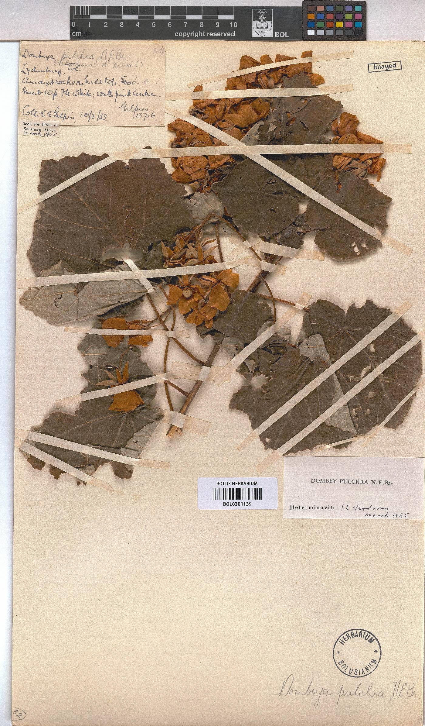 Dombeya pulchra image