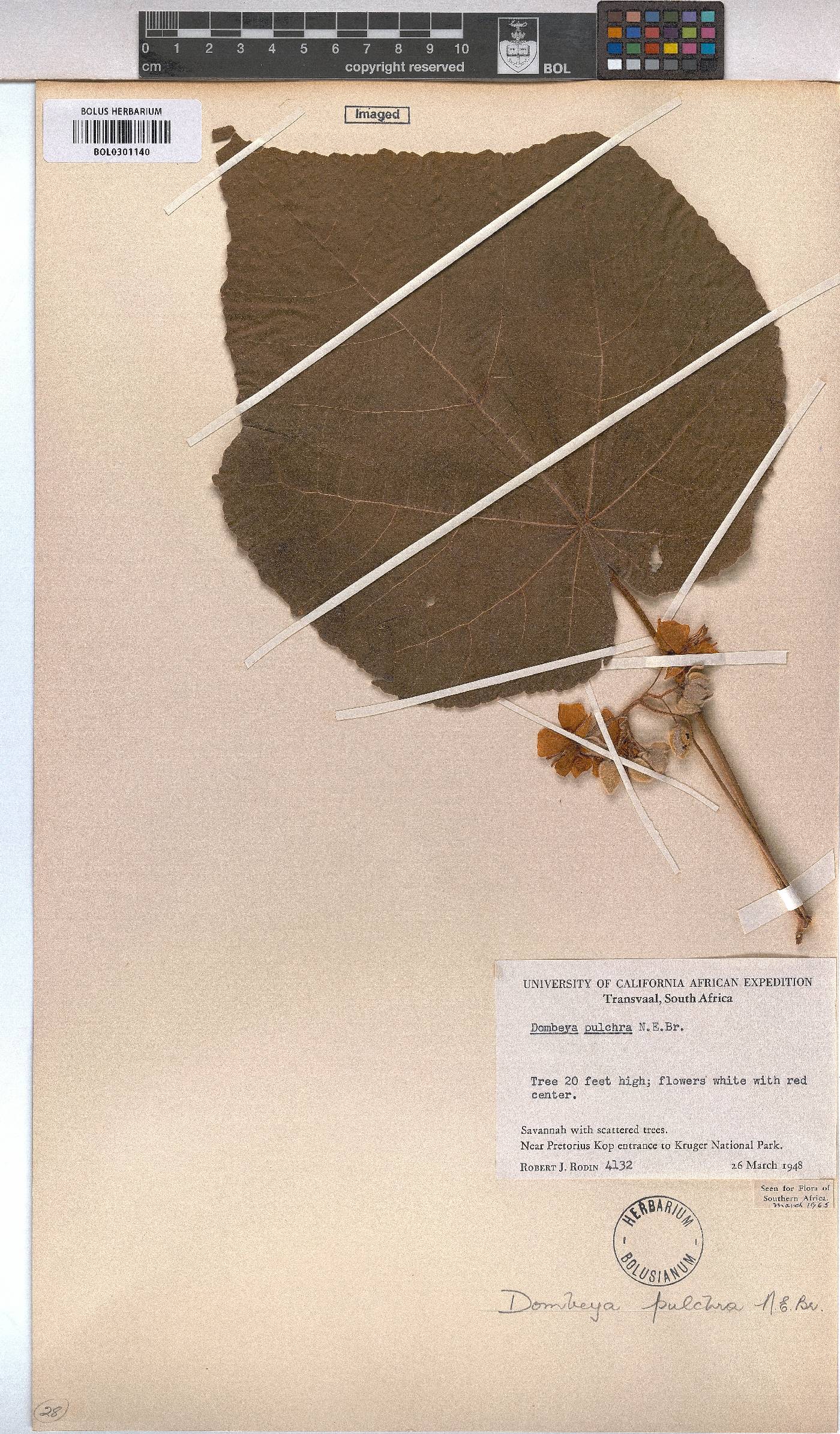 Dombeya pulchra image