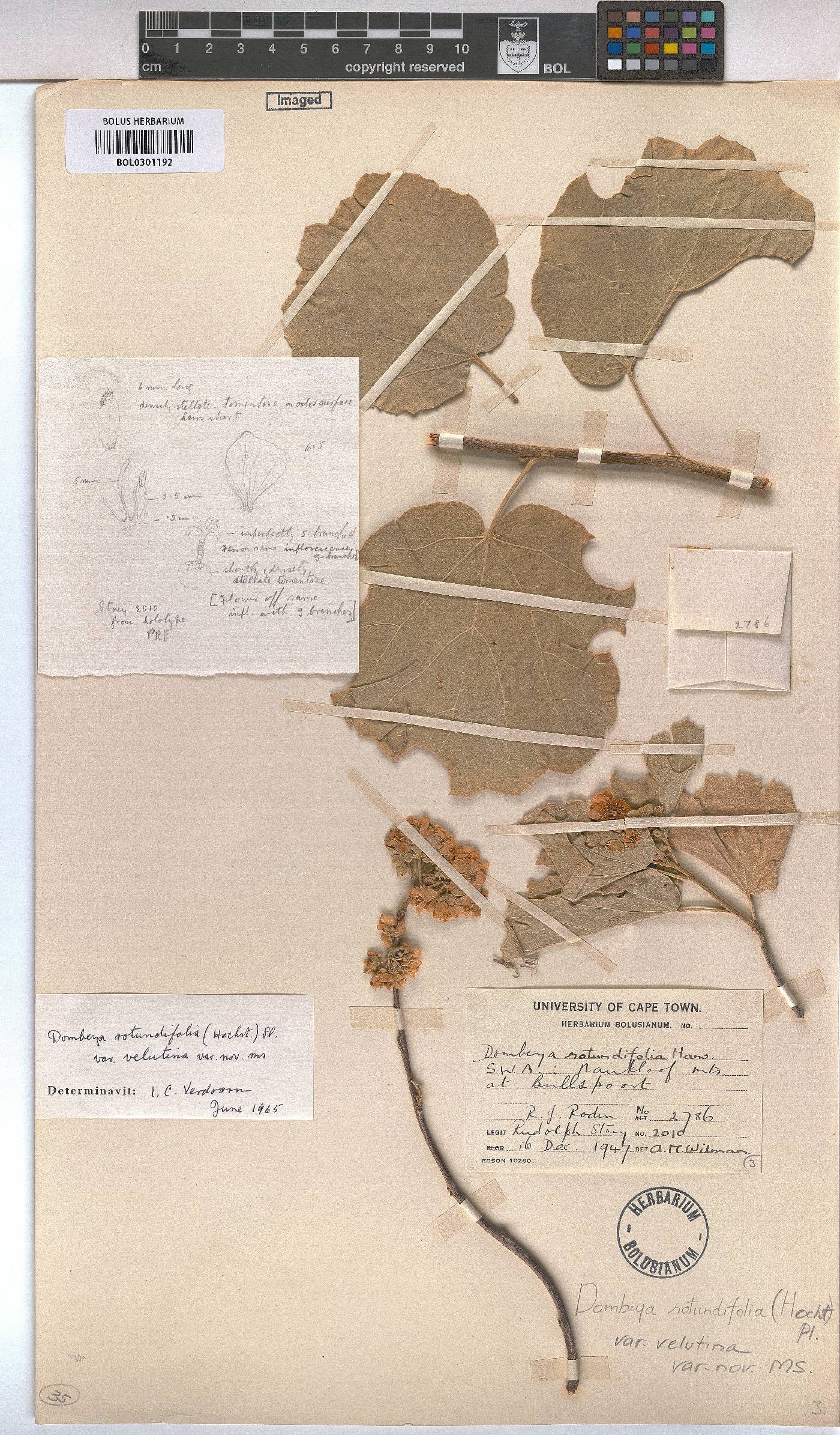 Dombeya rotundifolia var. rotundifolia image
