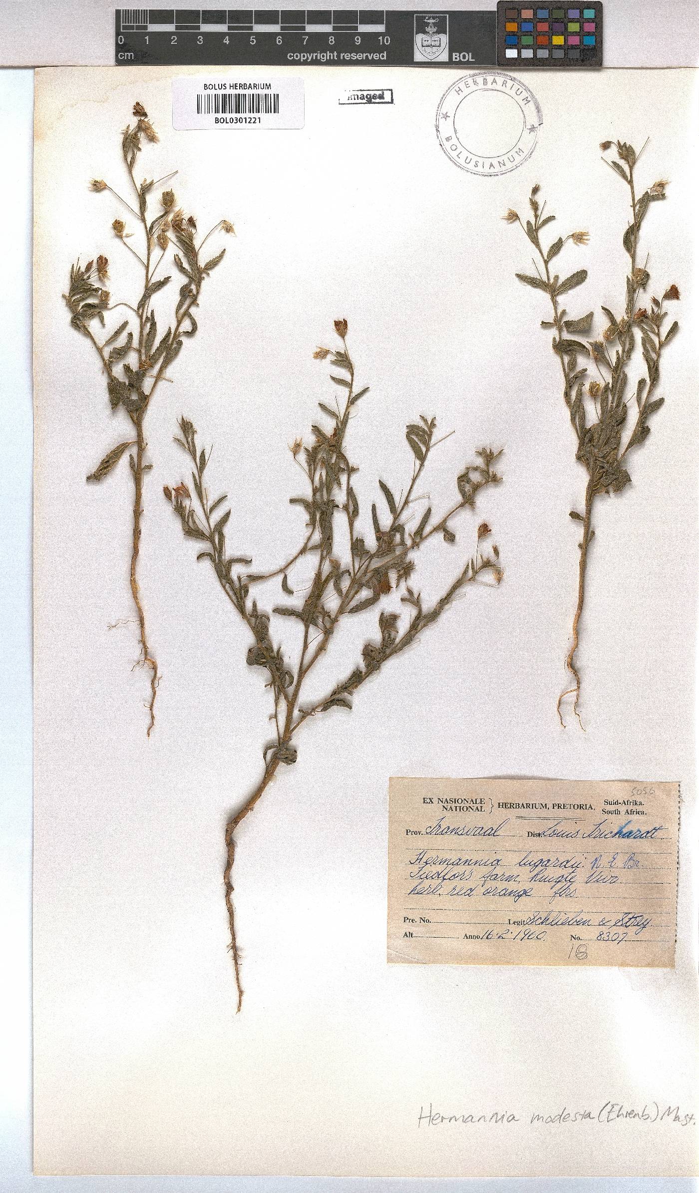Hermannia modesta image