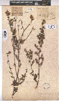 Hermannia hyssopifolia image