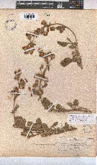 Hermannia althaeifolia image