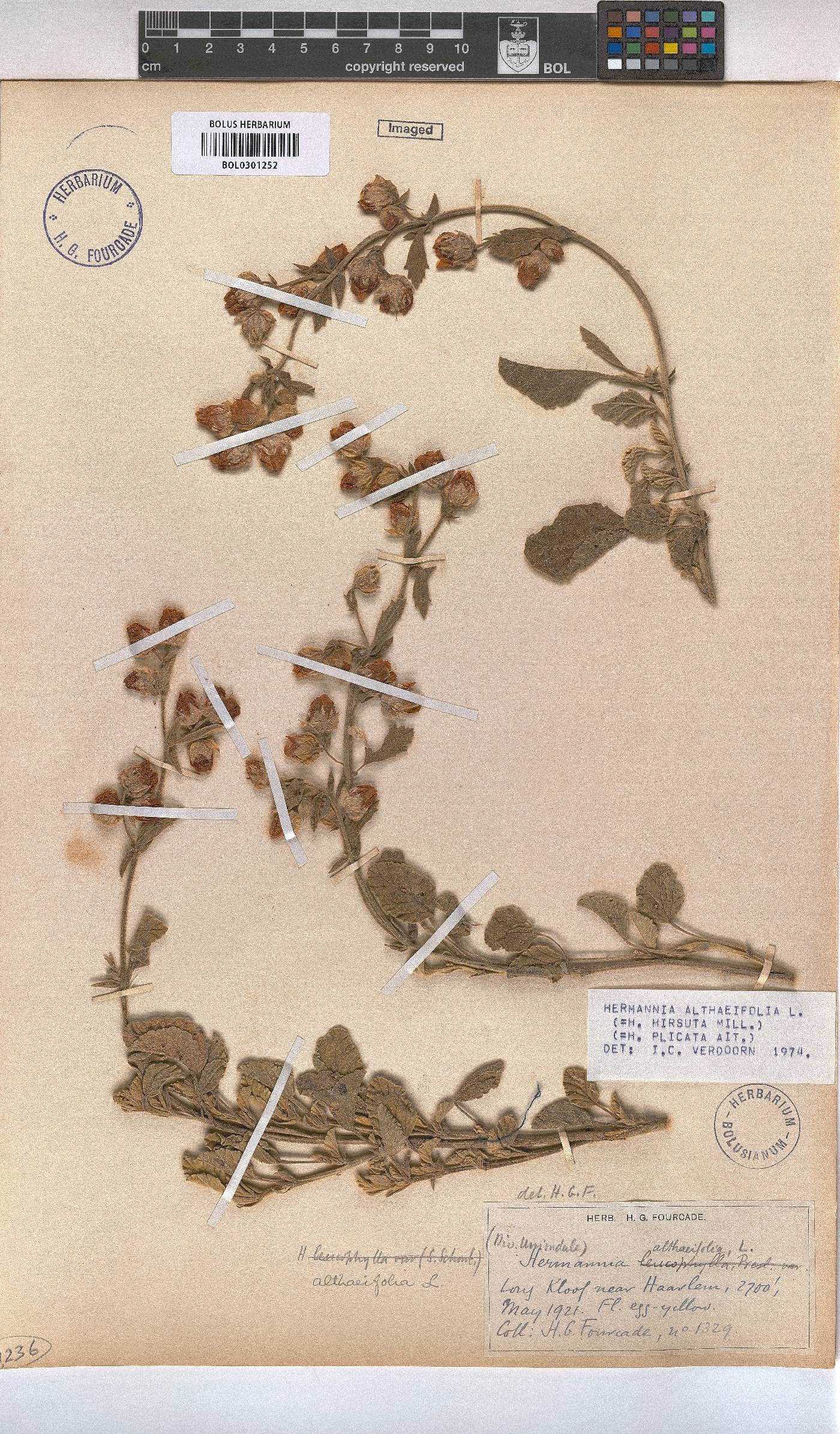 Hermannia althaeifolia image
