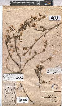 Hermannia multiflora image