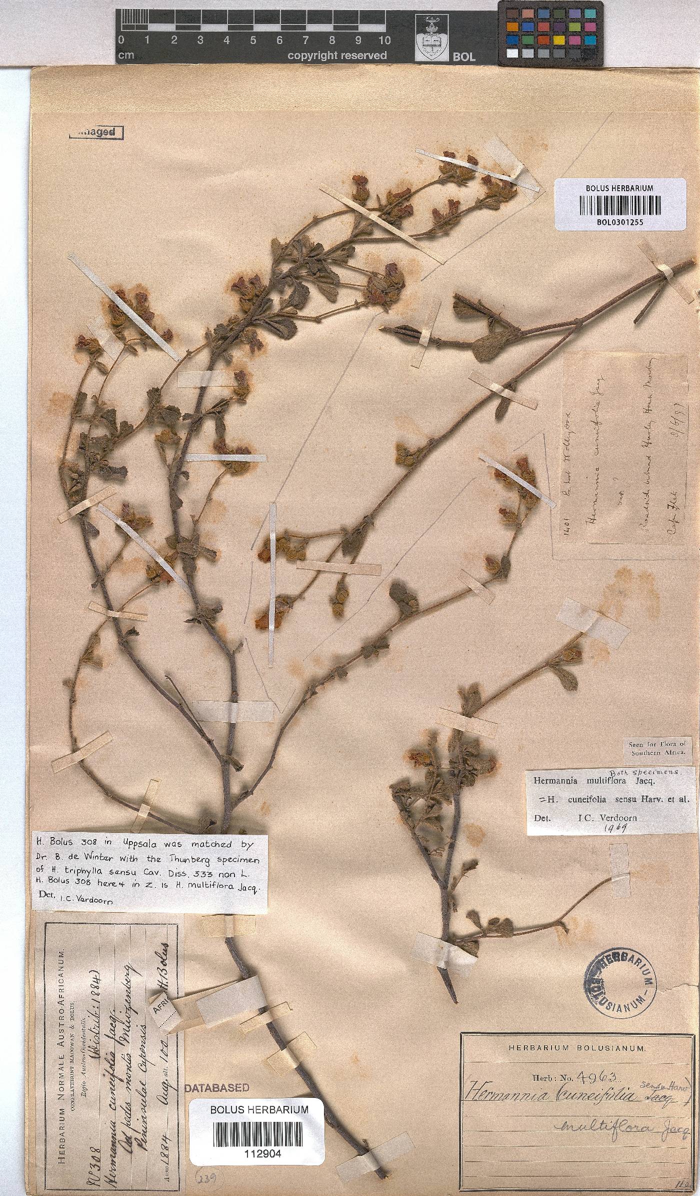 Hermannia multiflora image