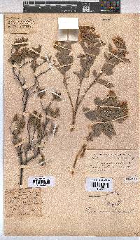 Hermannia velutina image