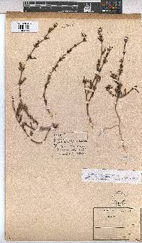 Hermannia angularis image