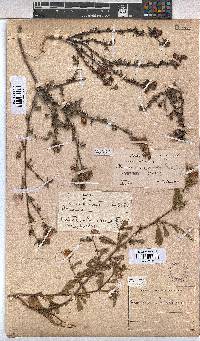Hermannia angularis image