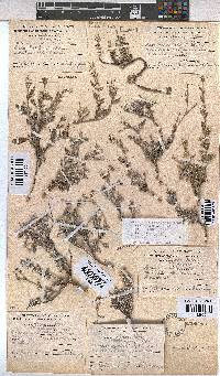 Hermannia pulverata image