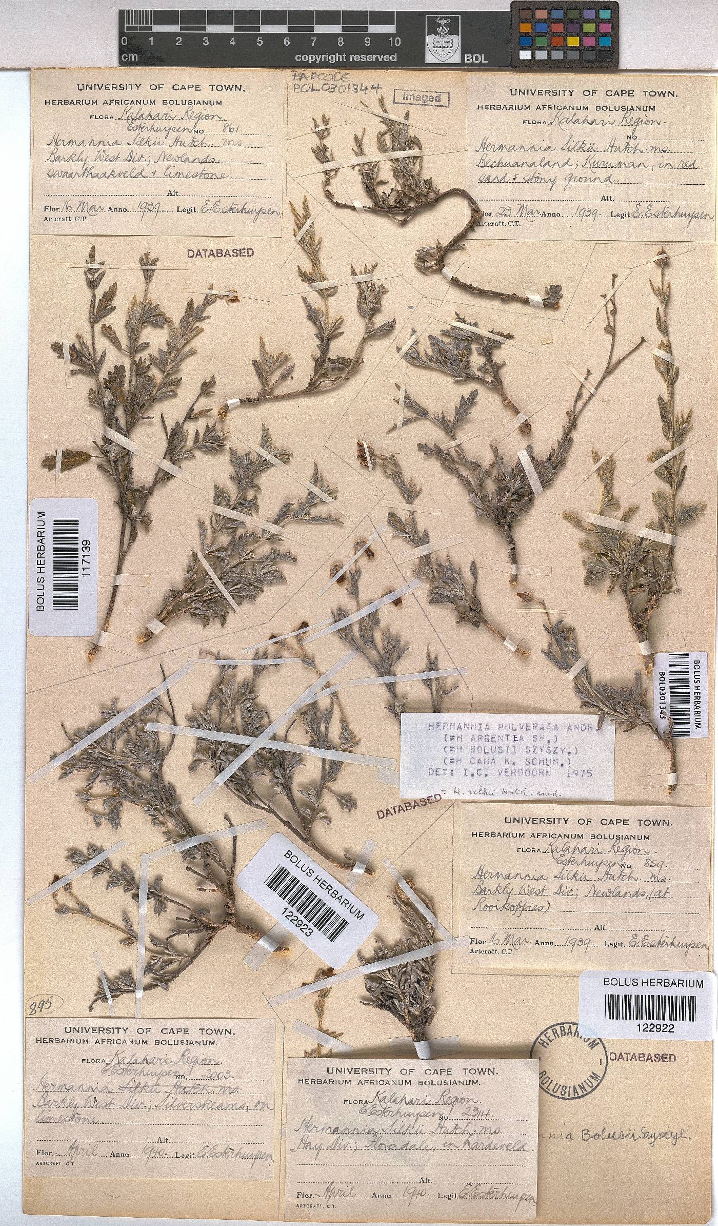 Hermannia pulverata image