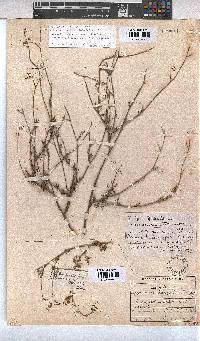 Hermannia confusa image