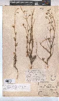 Hermannia confusa image