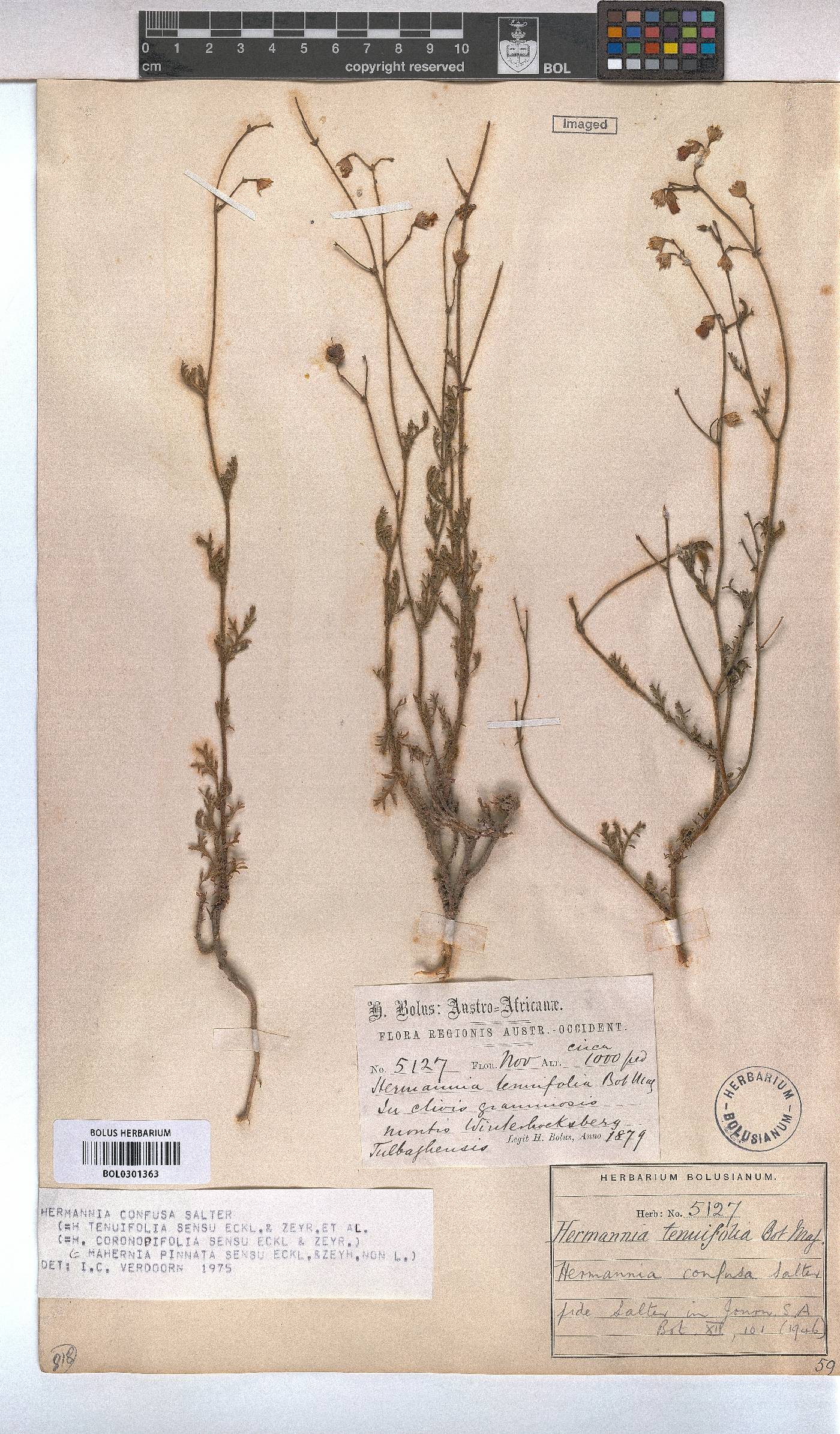 Hermannia confusa image