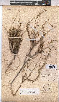 Hermannia confusa image
