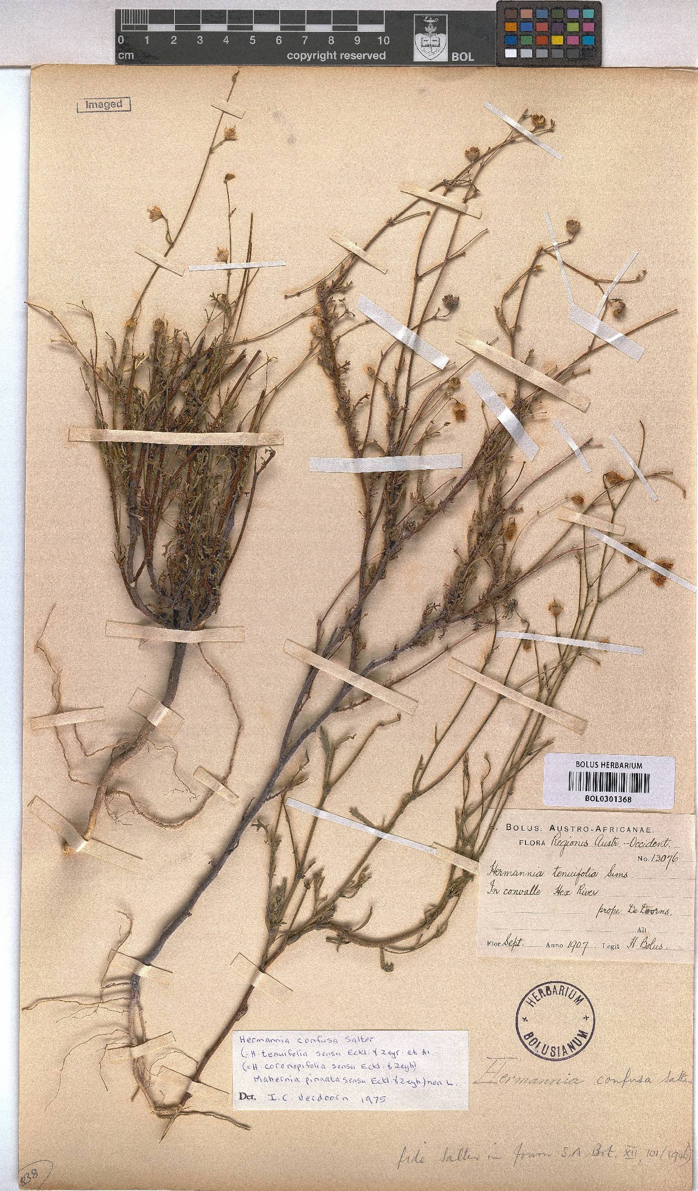 Hermannia confusa image