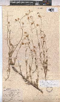 Hermannia confusa image