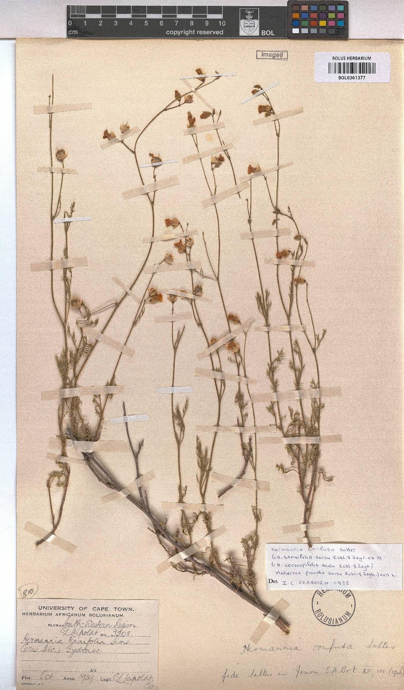 Hermannia confusa image
