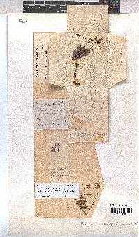 Hermannia nana image