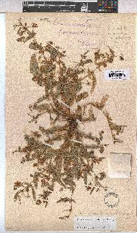 Hermannia rautanenii image