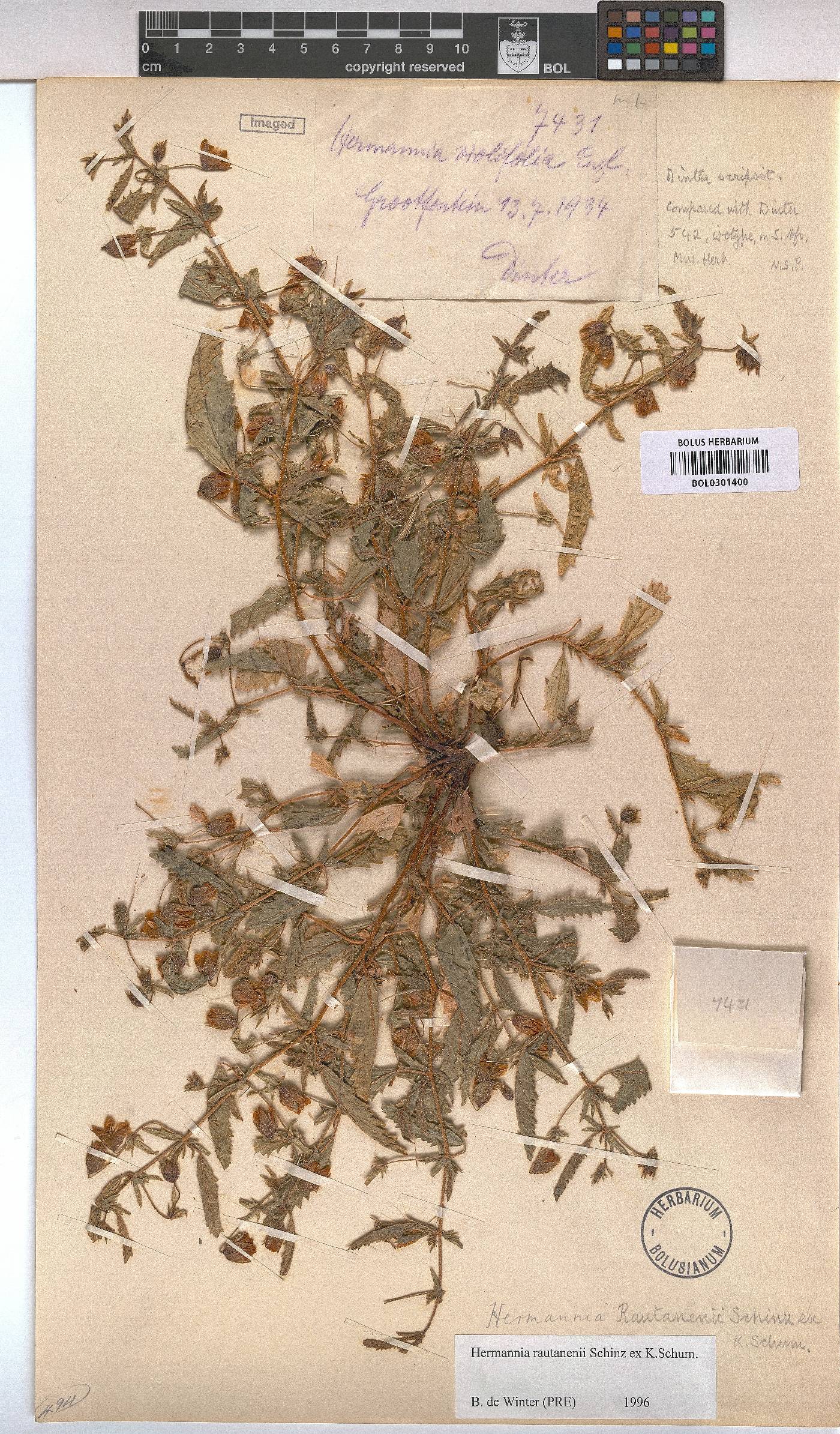 Hermannia rautanenii image
