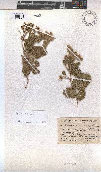Hermannia cordata image