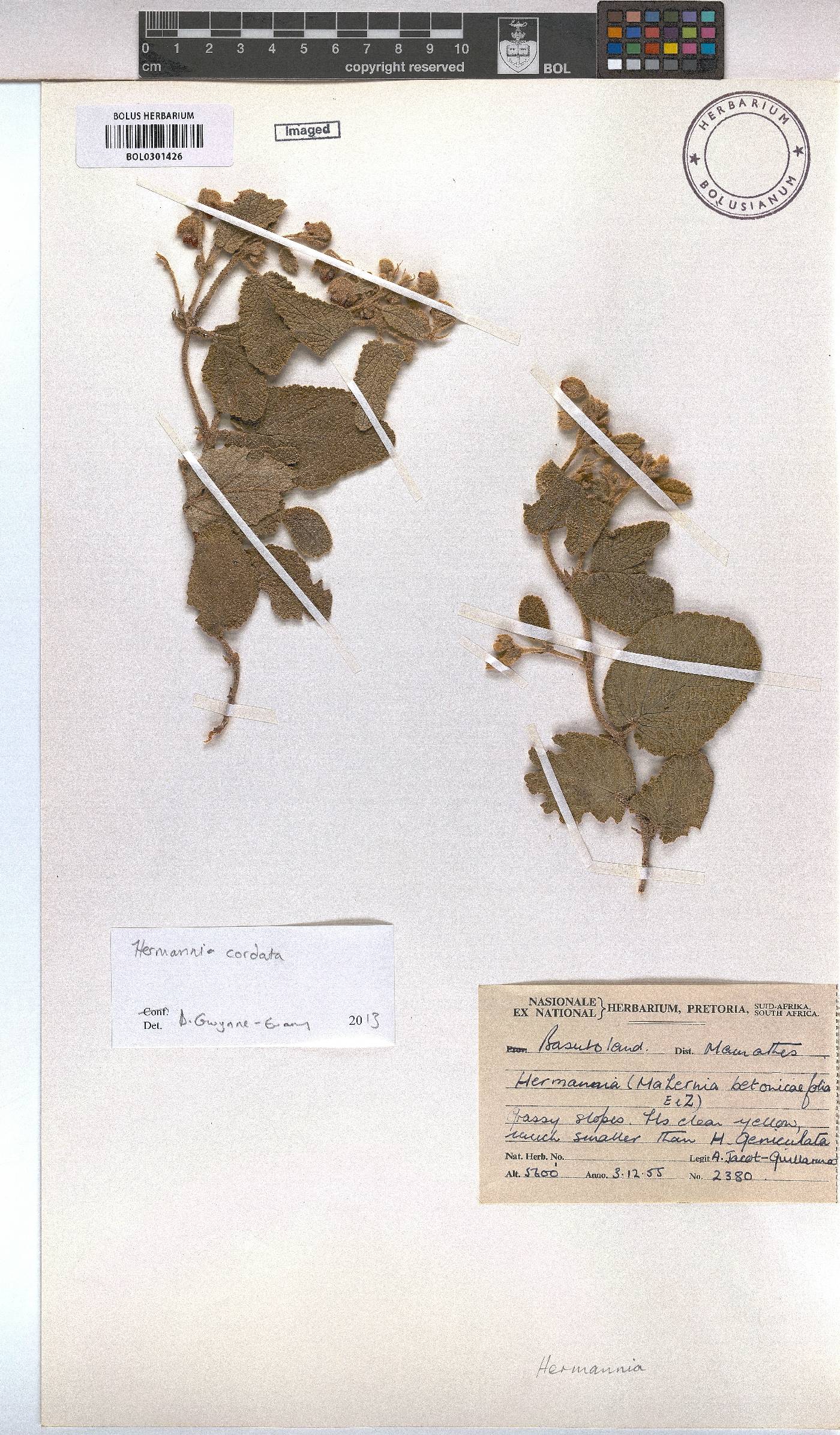Hermannia cordata image