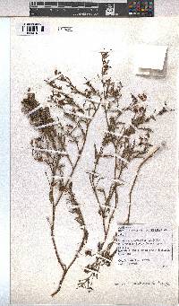Hermannia erodioides image