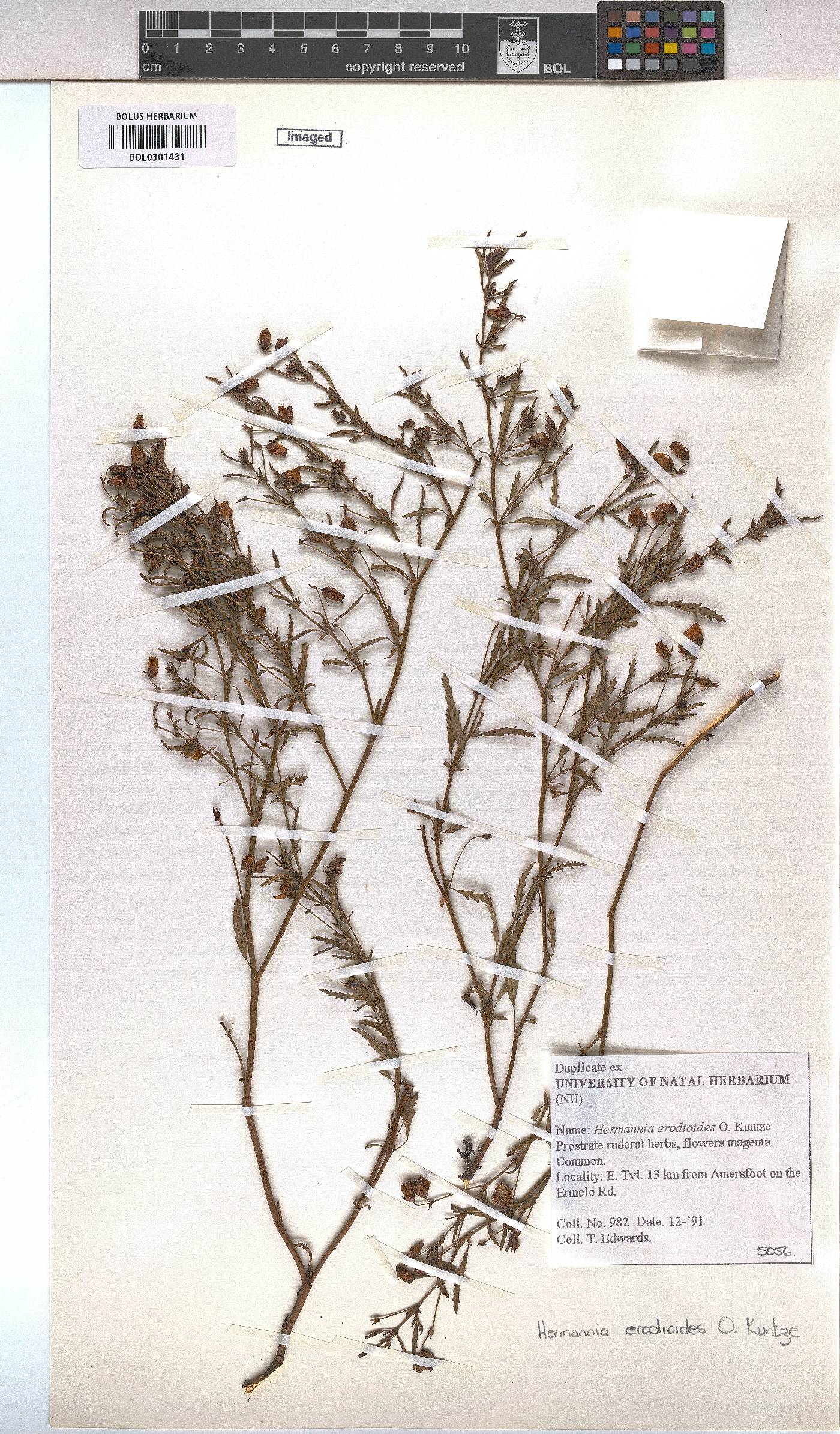 Hermannia erodioides image
