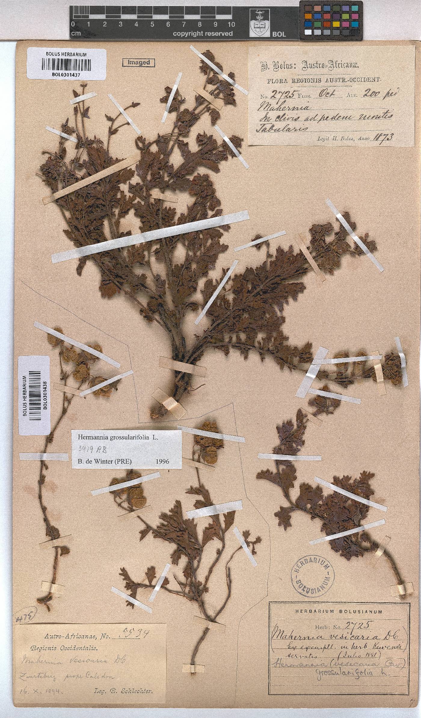 Hermannia grossularifolia image