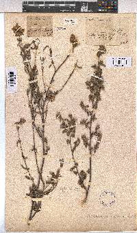 Hermannia hyssopifolia image