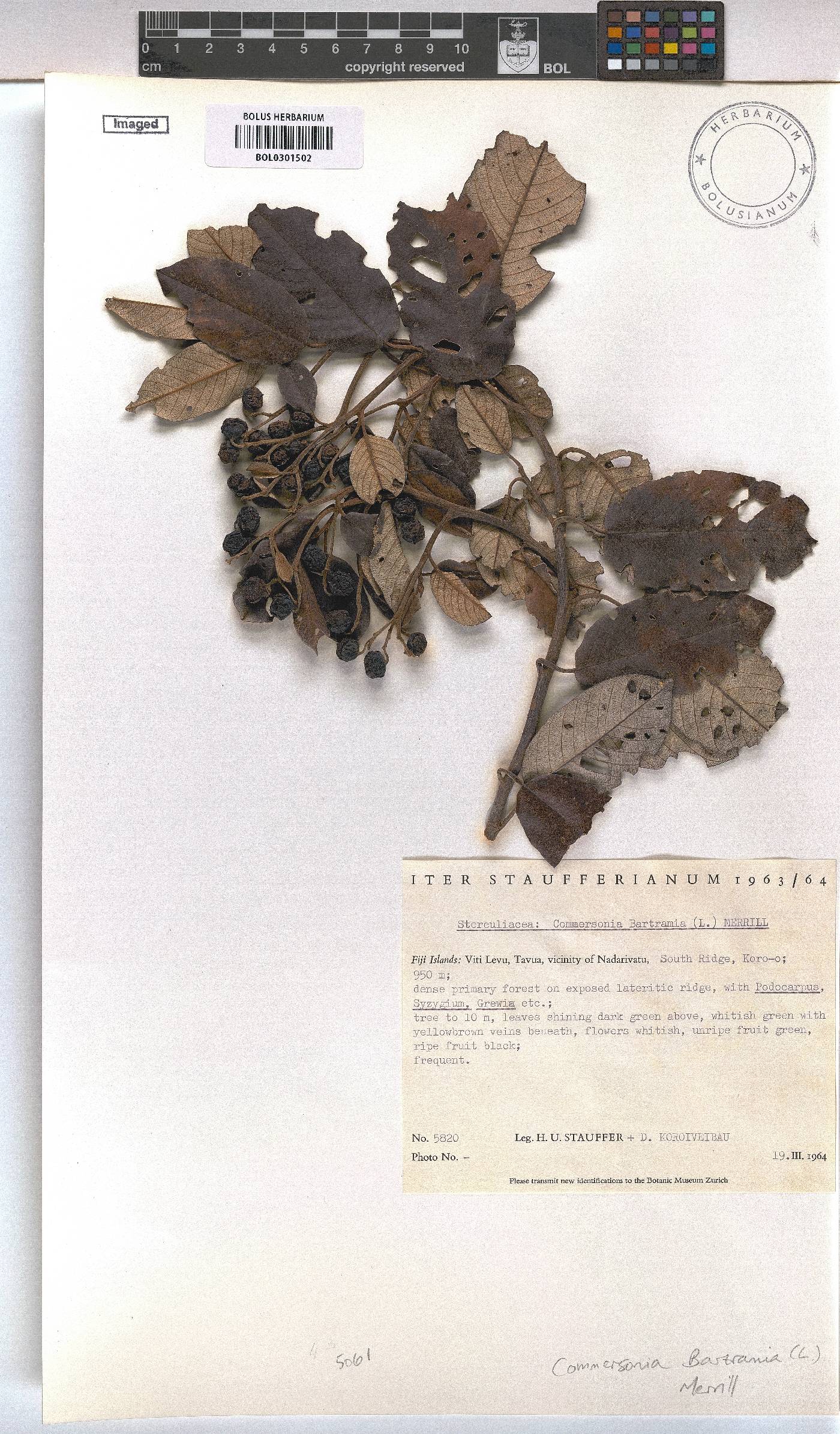 Commersonia bartramia image