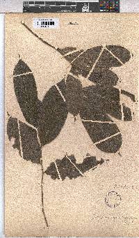 Scaphopetalum macranthum image