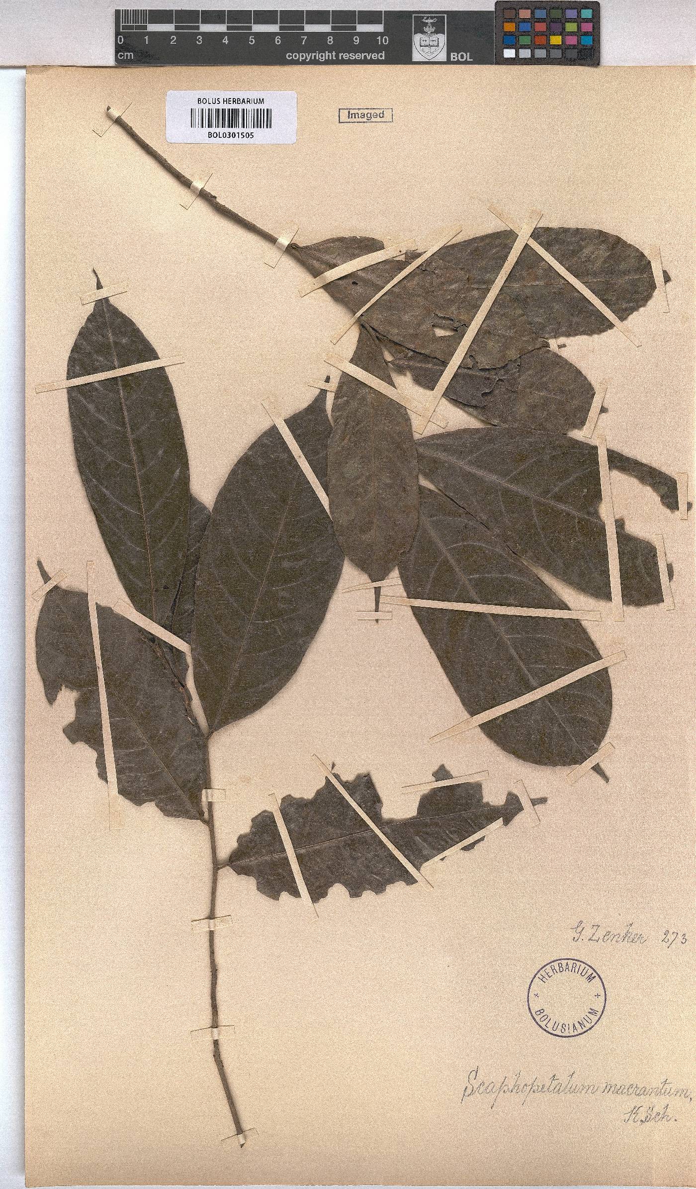 Scaphopetalum macranthum image