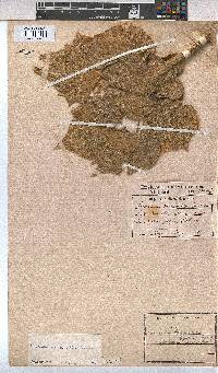 Sterculia africana image
