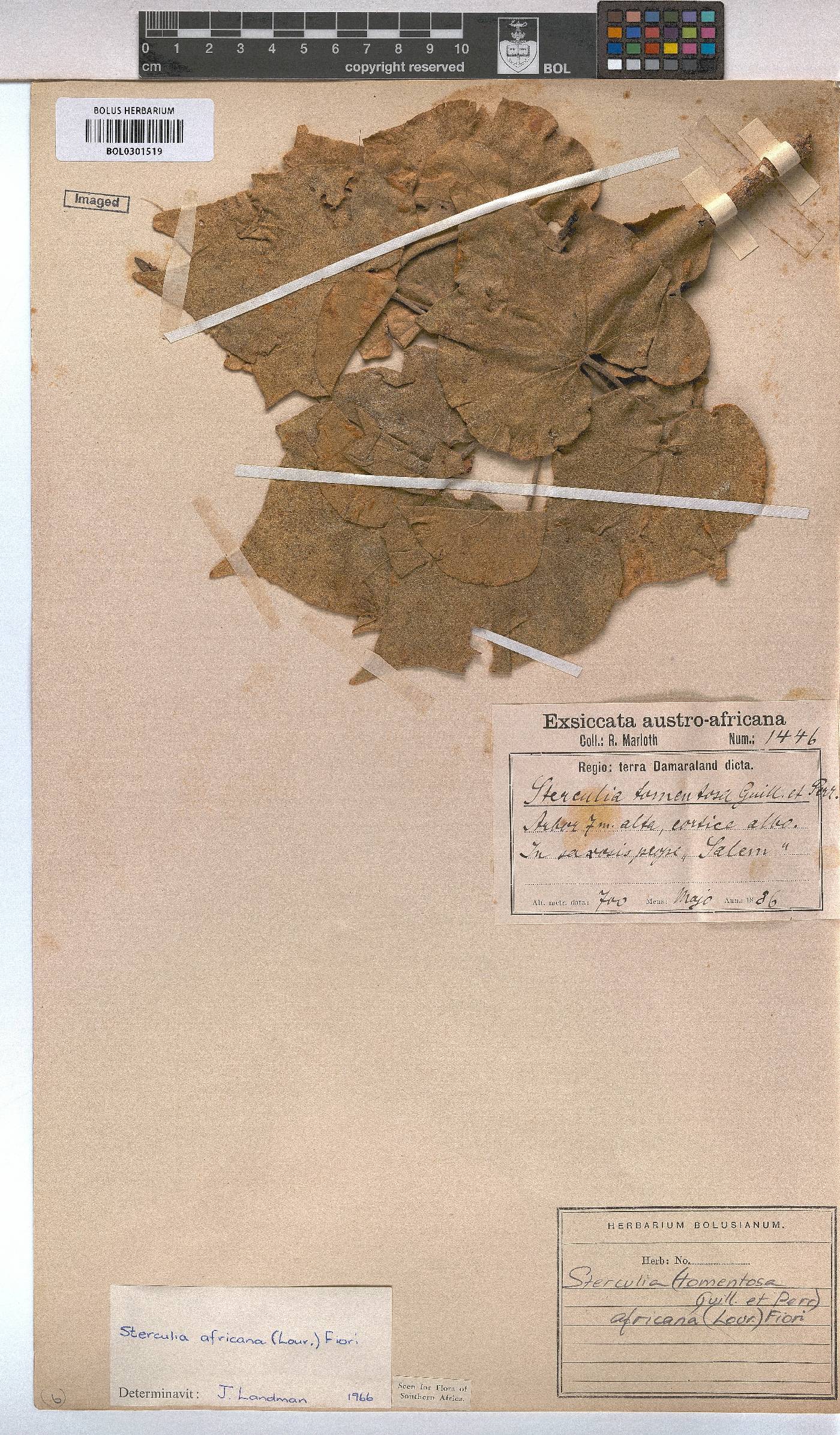 Sterculia africana image
