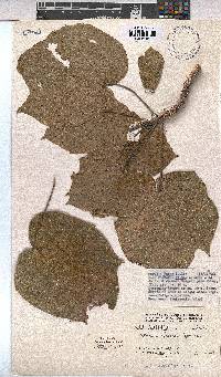 Sterculia africana image