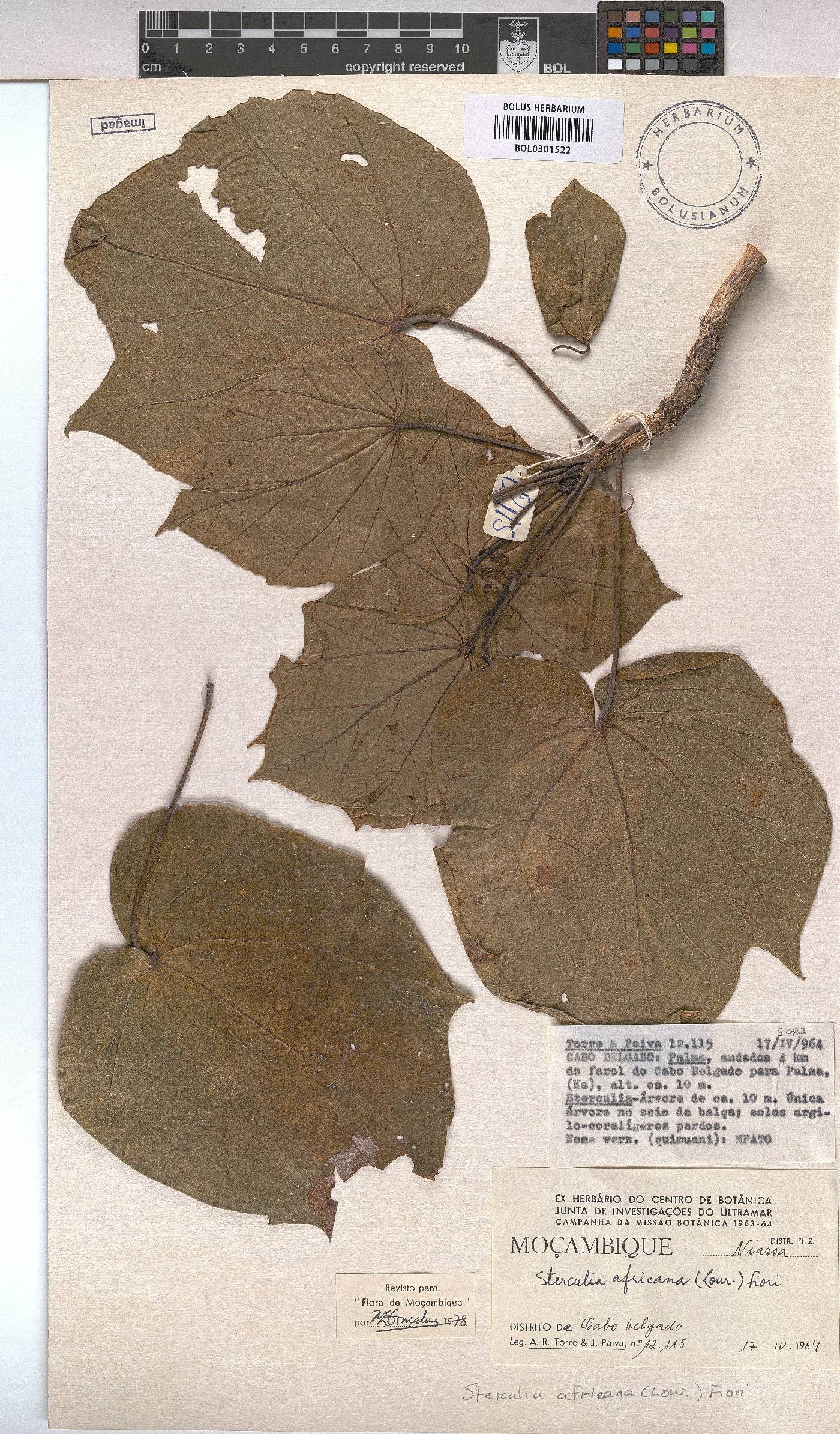 Sterculia africana image