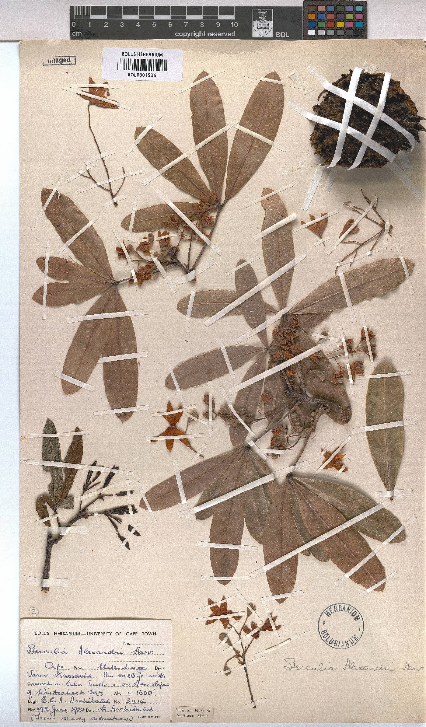 Sterculia alexandri image