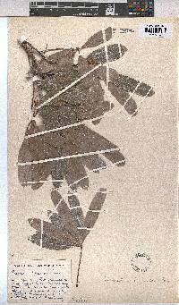 Sterculia alexandri image