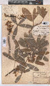 Sterculia alexandri image