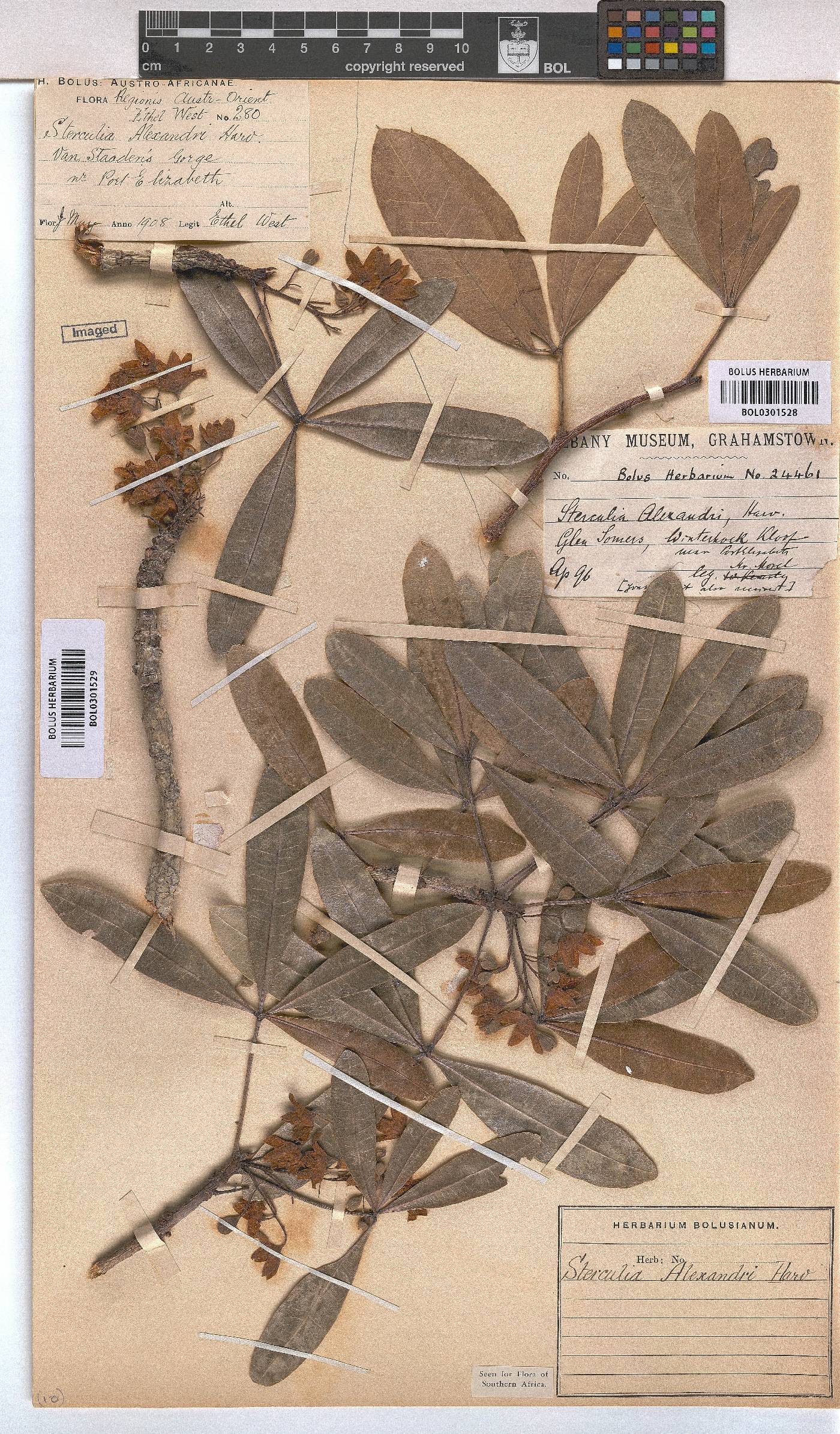 Sterculia alexandri image