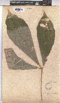 Cola lepidota image