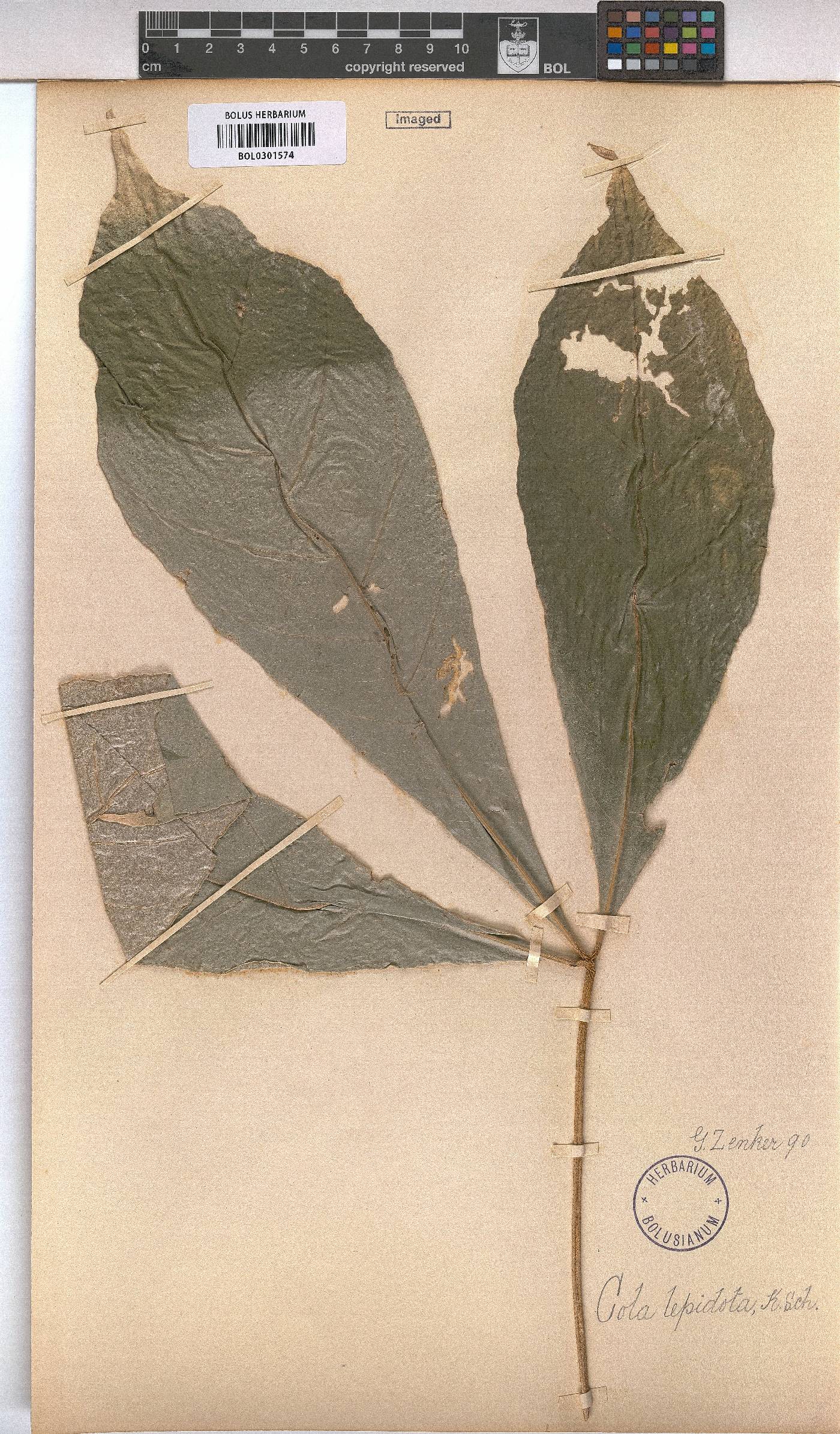 Cola lepidota image