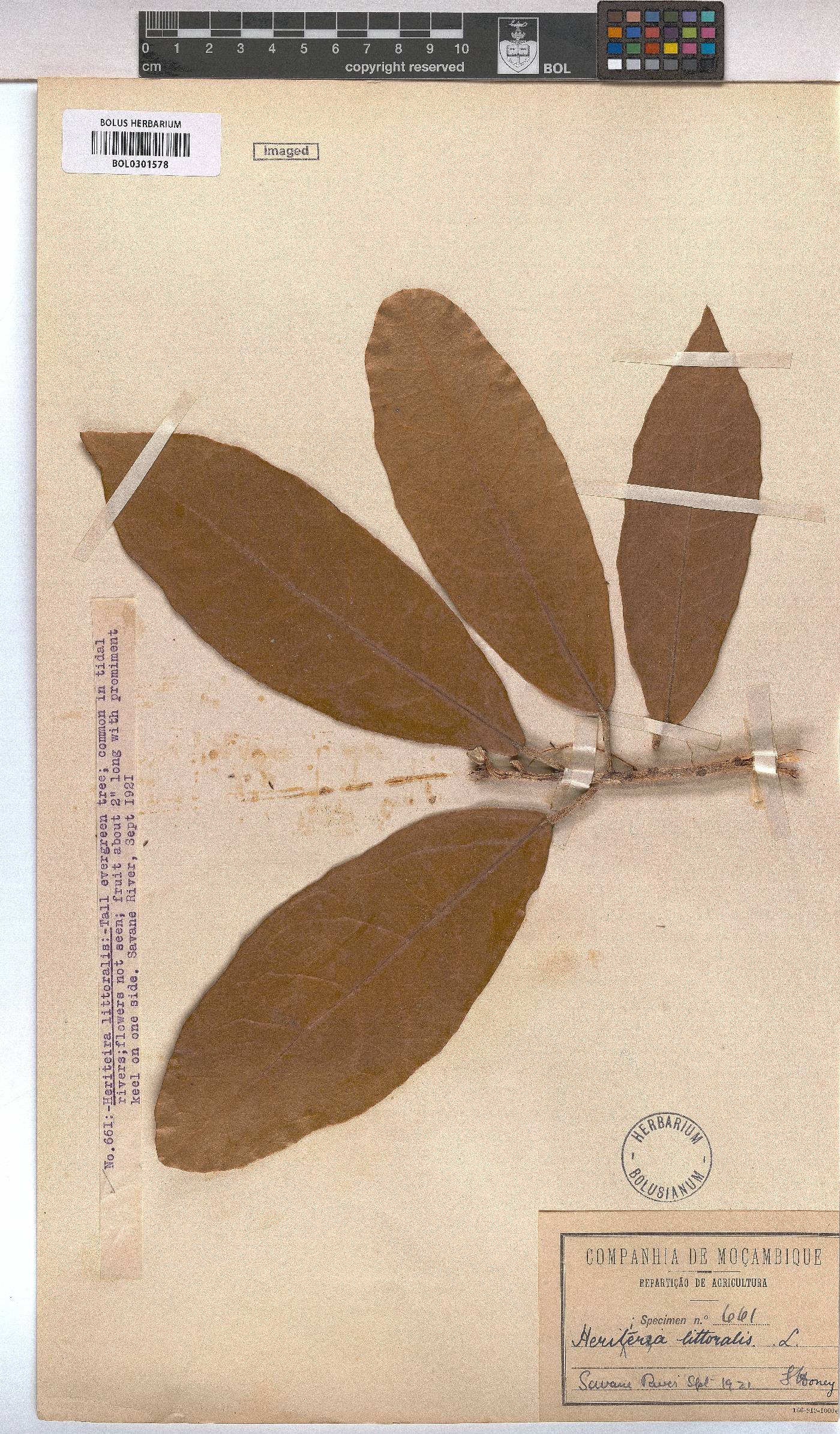 Heritiera image