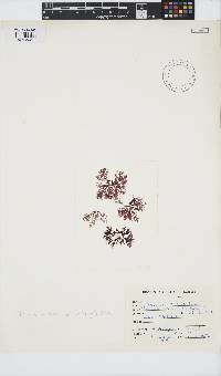 Portieria hornemannii image