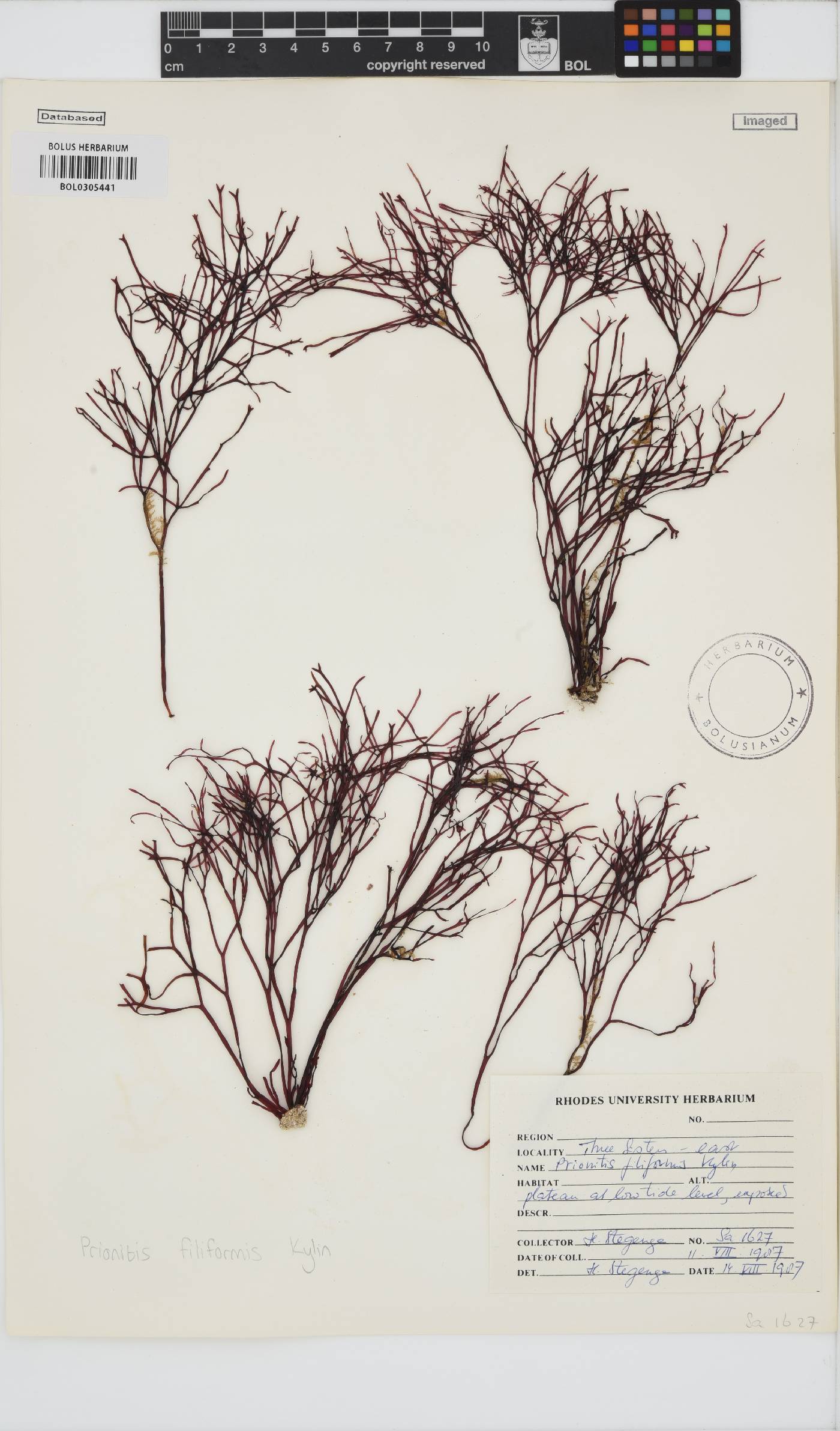 Prionitis filiformis image