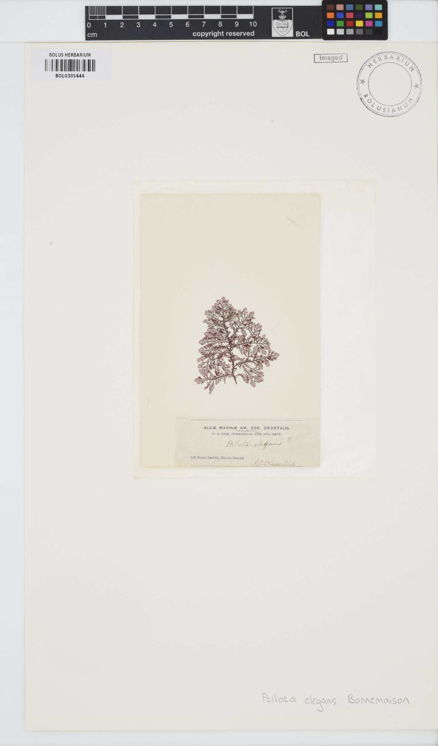 Plumaria plumosa image