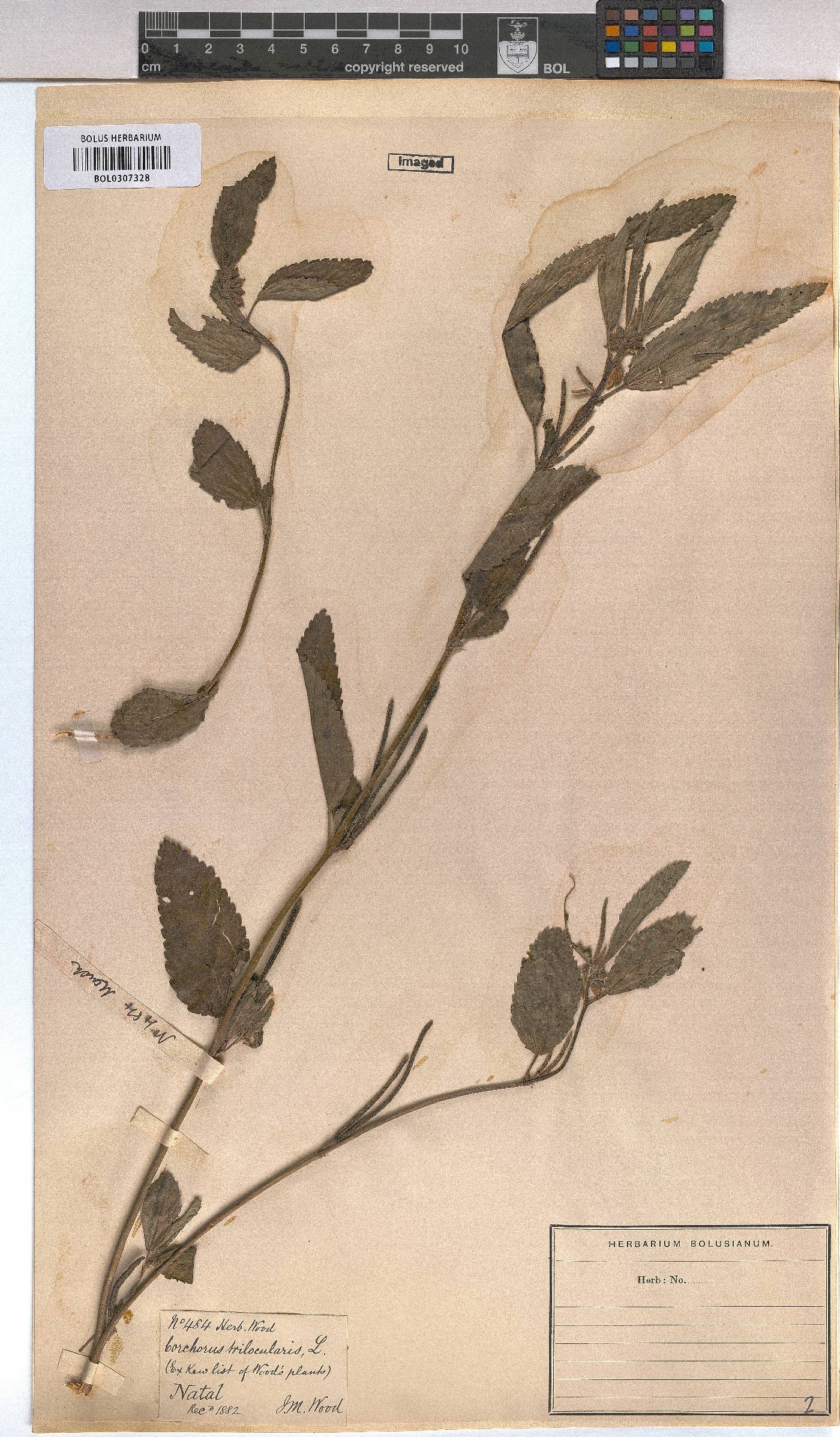 Corchorus trilocularis image