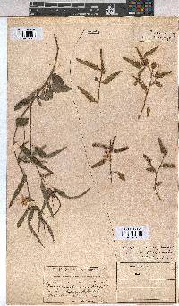 Corchorus asplenifolius image